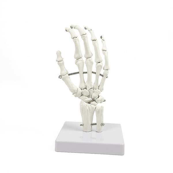 Hand Joint Anatomical Skeleton Model Human Anatomy Study Tool