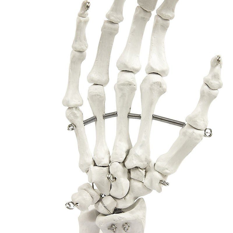 Hand Joint Anatomical Skeleton Model Human Anatomy Study Tool