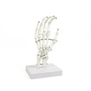 Hand Joint Anatomical Skeleton Model Human Anatomy Study Tool