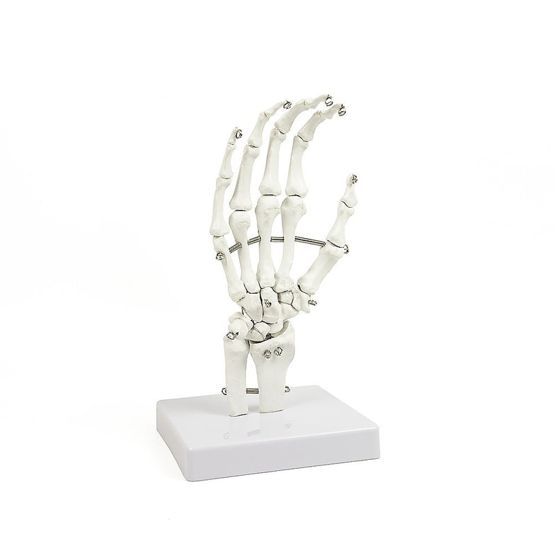 Hand Joint Anatomical Skeleton Model Human Anatomy Study Tool